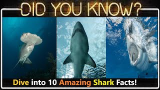 Shark Facts Top 10 Jawsome Facts About Sharks That Will Blow Your Fins Off [upl. by Ettenotna]