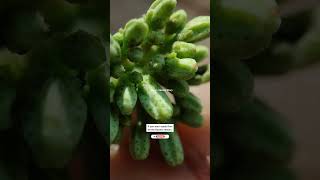 Murraya Koenigii🔥Curry Leaf Plant Care Tips✨Flowering🌼करी पत्ता देखभाल✅टिप्सashasgardenstoryshorts [upl. by Liana]