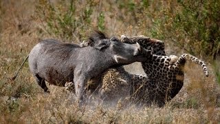 Leopard Vs Warthog [upl. by Nicholle100]