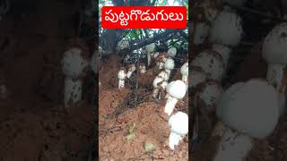 Mushrooms mushroom mushroomcore mushroomrecipe srikakulam palasananews garden [upl. by Rolan]