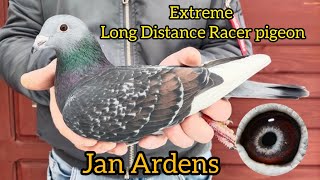 Jan Aarden Racing pigeons Jan Aarden Pigeons Machiel Bujik Kalapati Extreme Long Distance pigeon [upl. by Ahsatel]