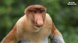 S4 E8 quotProboscis Monkeys The Curious Noses of Borneoquot 🐒🌿 [upl. by Thoma]