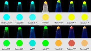 ProteinPaintbox Overview [upl. by Anaylil394]