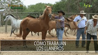 Como trabajan los llaneros  TvAgro por Juan Gonzalo Angel Restrepo [upl. by Coulombe536]