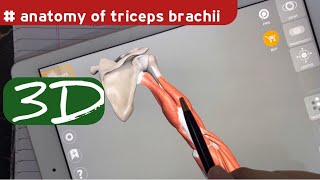 Triceps Brachii Muscle Anatomy  Posterior compartment of Arm  doctor speedy [upl. by Dosia358]