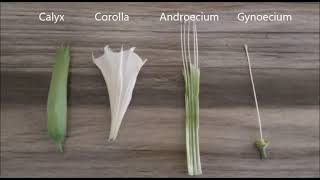 CLASS XI  PRACTICAL TO STUDY AND DESCRIBE THE FLOWERING PLANT  DATURA FAMILY SOLANACEAE [upl. by Llet]