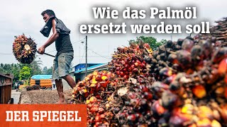 Palmölproduktion im Labor Wie das weltweit meistgenutzte Pflanzenöl ersetzt werden soll [upl. by Rede]