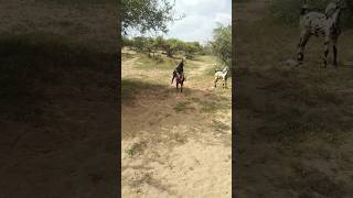 Beautiful goats 🐐🐐 very good short animals villagelife [upl. by Josler136]