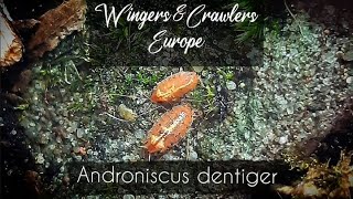 Crazy Red  Pink Isopods  Androniscus dentiger  Rosy woodlouse  Pink woodlice [upl. by Enaj]