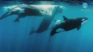 Orcas vs Sperm Whales [upl. by Eatnoj945]