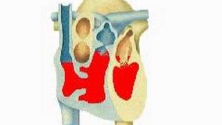 How the Body Works  Each Heartbeat [upl. by Kissee698]