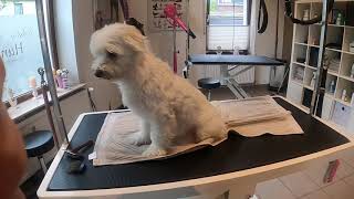 Malteser beim Hundefriseur grooming [upl. by March]