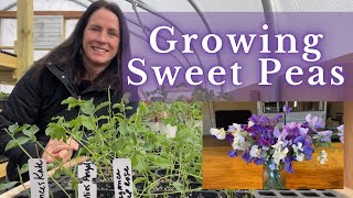 Growing SWEET PEAS from SEED  PepperHarrow [upl. by Fulbright]