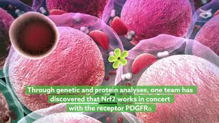 Molecular targets for curbing obesity [upl. by Idarb333]