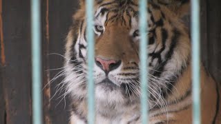 Bengaltiger Kalle im Zoo Aschersleben [upl. by Natam308]