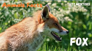 Untold Truths 30 Fascinating Fox Facts Revealed 🦊 MustWatch for Animal Enthusiasts [upl. by Bigler]