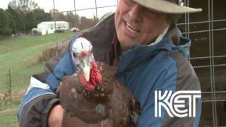 Bourbon Red Turkeys  Kentucky Life  KET [upl. by Yroggerg]