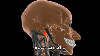 A Comprehensive Guide to the Larynx Anatomy and Function [upl. by Eylsel399]