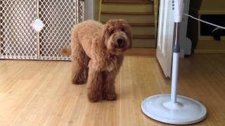 Rex my brothers LabradorPoodle Mix dog barking [upl. by Hugibert]