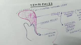 Muscle of Mastication  Temporalis Muscle  TCML [upl. by Bevers278]