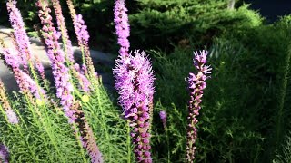 Liatris spicata [upl. by Sille84]