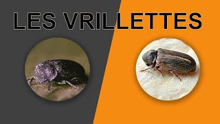 Découvrez les Vrillettes  Petites et Grosses  Informations Essentielles [upl. by Dichy]