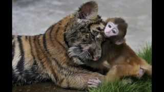 china zoo  china zoo tiger feeding  china zoo bear eats monkey [upl. by Alyac]