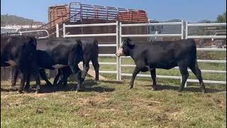 Elders Myrtleford Blue Ribbon Weaner Sale  Hall CJ  14 Black Baldy Heifers Avg 402kg [upl. by Cherilyn]