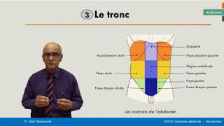 Anatomie générale  Les cadrans de labdomen [upl. by Goar149]