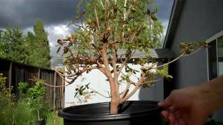 How to create an Azalea Bonsai Part 2 root pruning and pottingmp4 [upl. by Yramesor]