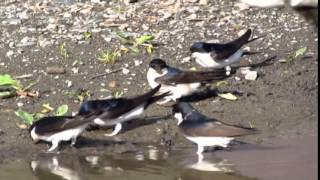 Jiricka obecna Delichon urbica Hirundo rustica House Martin Adolf Goebel [upl. by Champaigne]