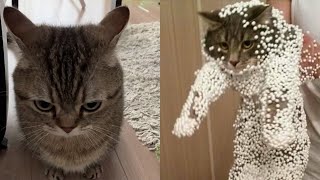 Try Not To Laugh 🤣 New Funny Cats And Dog Video 😹  MeowFunny Part 15 [upl. by Eellehs461]