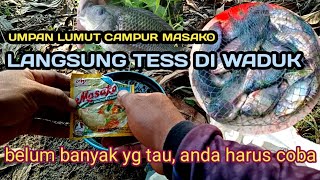 CAMPURAN LUMUT UMPAN MANCING IKAN NILAPAKAI MASAKO LANGSUNG TES DI WADUK [upl. by Niveb345]