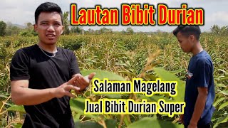 Bibit Durian SuperSalaman Magelang [upl. by Thain461]