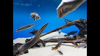 HD Hand Feeding another Fire Eel  Mastacembelus erythrotaenia [upl. by Dionis]