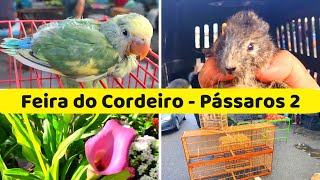 Feira de Pássaros do Cordeiro PARTE 2 passarinhos criarpassaros [upl. by Millan]