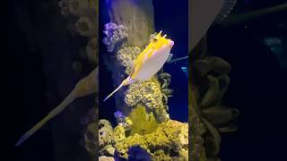 Rare fish ever Longhorn Cowfish shorts youtubeshorts [upl. by Oleusnoc542]