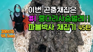 이번 성충 채집은 홍다리사슴벌레가 많이 나왔어요 [upl. by Nodnyl]