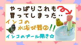 これも買ってしまった…インコの為の水浴び器☆「お水の知育」ウロコインコ セキセイインコ Greencheeked parakeet Pyrrhura molinae Budgerigar [upl. by Sibilla]