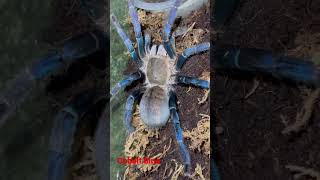 Cobalt blue tarantula tarantula cobaltblue cobalt [upl. by Yanal833]