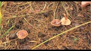 LActu  Savoir cueillir les champignons [upl. by Akiret]