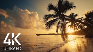 8 HOURS Calm Ocean Waves Sounds  Tropical Beach Sunrise 4K Video [upl. by Ariada793]