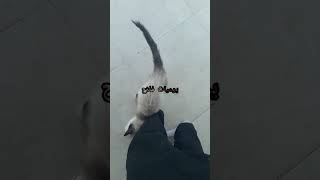 من أجمل القطط🐈  قط《 سيامي》🐱الوديع [upl. by Eked708]