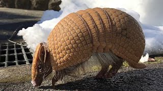 Cutest Three Banded Armadillo Plays With Human [upl. by Desirae]