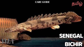 SENEGAL BICHIR  care guide தமிழ் [upl. by Egon]