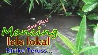 Mancing Ikan Lele Lokal Liar Sore Hari Saat Hujan Mulai Reda Mantap Strike Terus [upl. by Einnaoj]