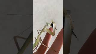 Giant Asian mantis eating housefly [upl. by Sonnnie]