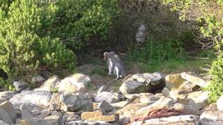 YELLOW EYED PENGUINS  NEW ZEALAND [upl. by Palmira229]