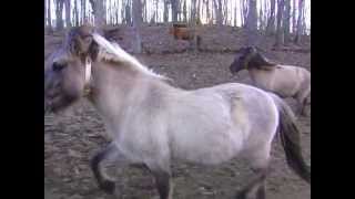 TARPAN HORSES DIXIE MEADOWS FARM  VIRGINIA [upl. by Eerbua]