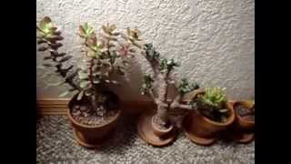 8 Crassula Ovata Jade Plant Varieties [upl. by Mozza]